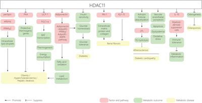 HDAC11, an emerging therapeutic target for metabolic disorders